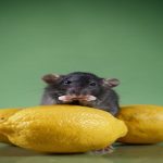 Pest Control for Rat Management: Essential Tips