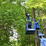 Prune with Precision: St. Paul's Tree Trimming Artisans
