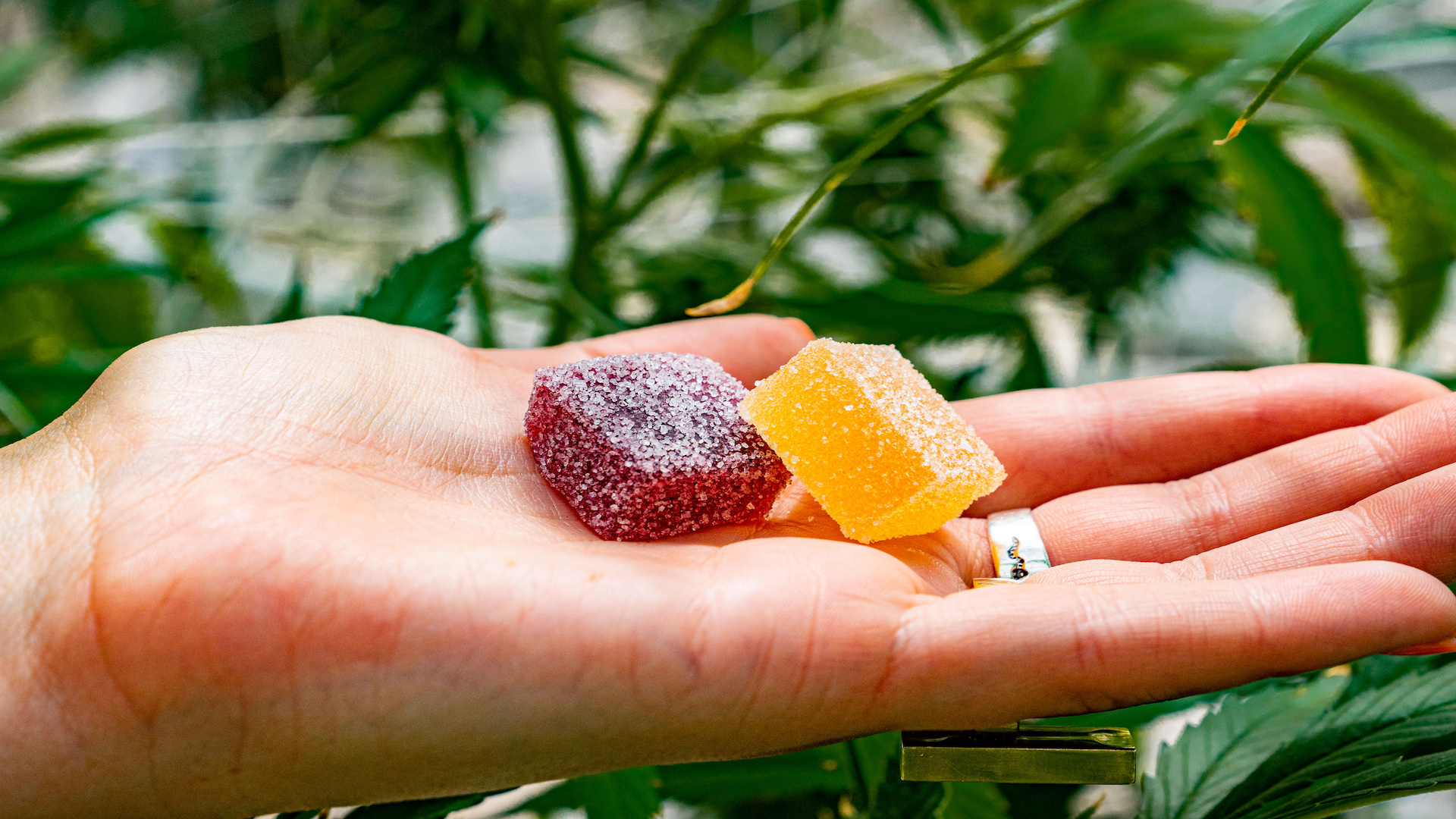 Discover the Delicious World of HHC Gummies A Comprehensive Guide