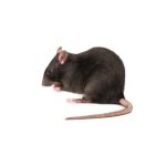 High-Quality Rodent Control Services for Sydney Homes