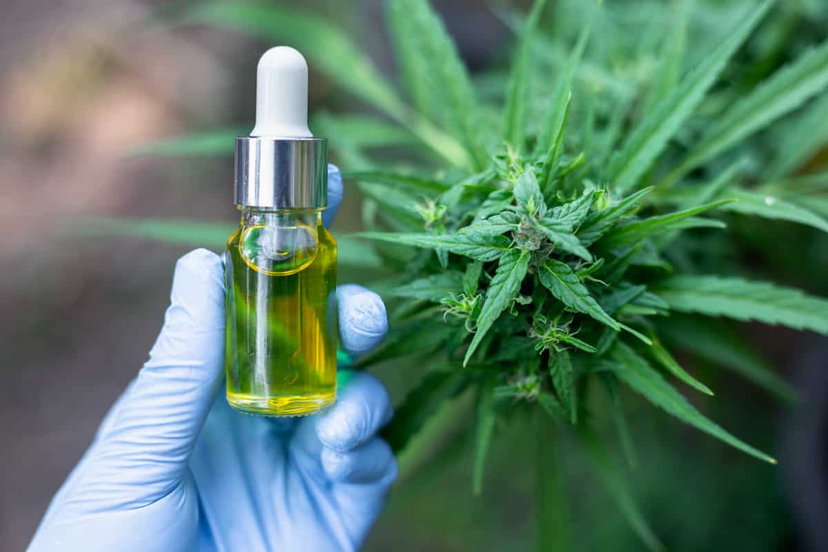 CBD Oil Trends What’s New and What’s Next in the World of Cannabinoids