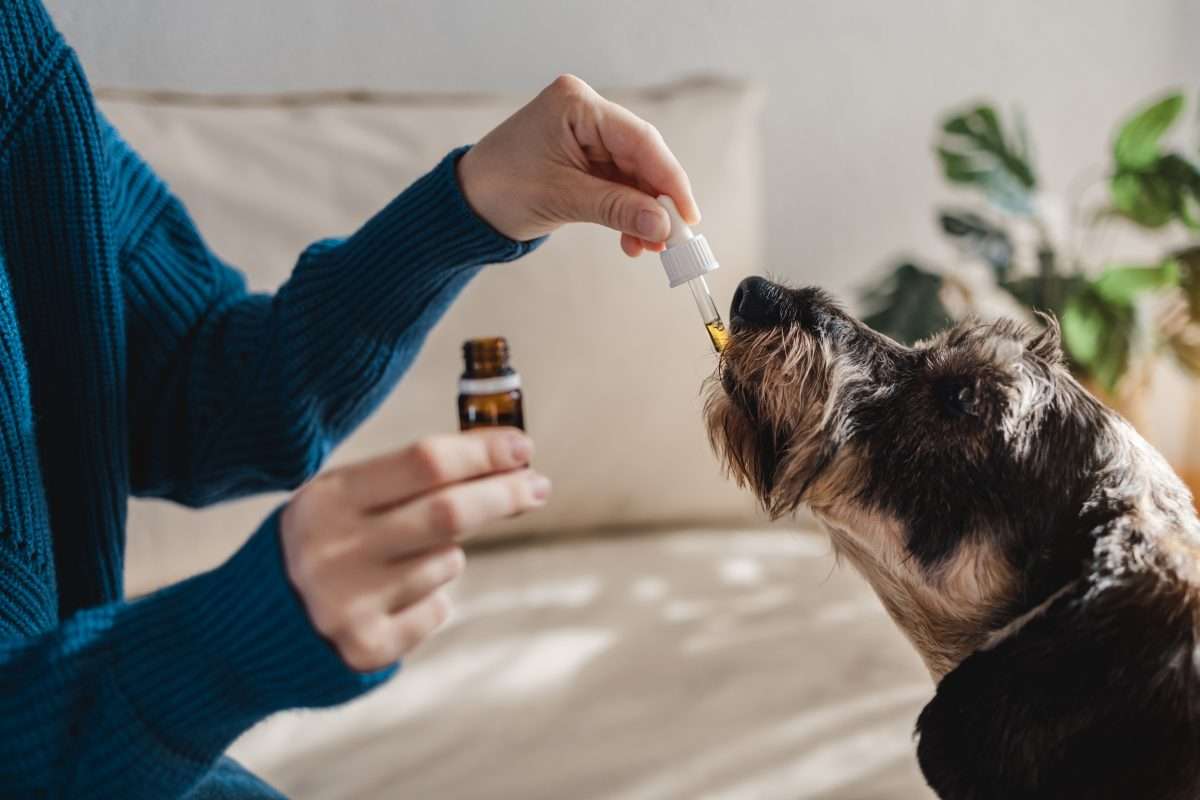 From Ruff to Relaxed The Surprising Effects of CBD on Dogs