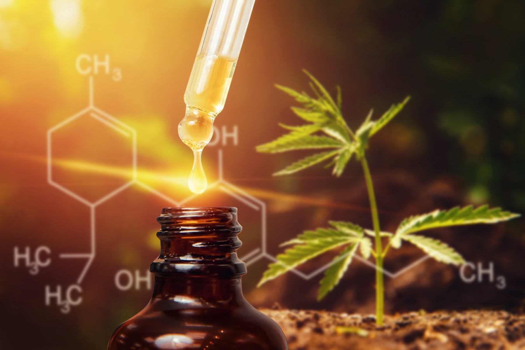 The Ultimate Guide to CBD Oil Uses, Benefits, and Best Practices for Daily Life