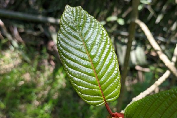 Bali Kratom: A Natural Option for Wellbeing