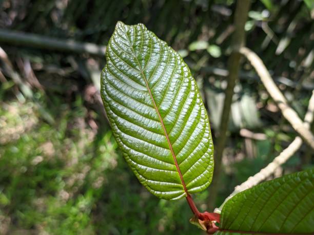 Bali Kratom: A Natural Option for Wellbeing