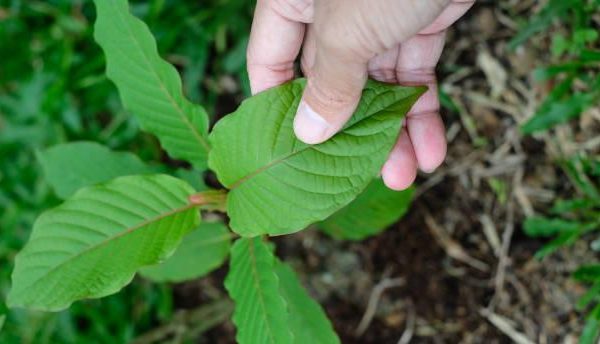 Relaxation Redefined: The Most Effective Kratom Strains Available