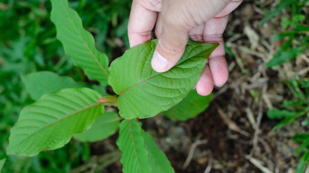 Relaxation Redefined: The Most Effective Kratom Strains Available