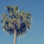 Your Guide to the Best Window Supply Products in Palm Springs