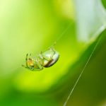 A Fresh Approach to Spider Control: Sydney's Latest Trends and Techniques