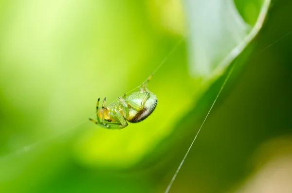 A Fresh Approach to Spider Control: Sydney's Latest Trends and Techniques