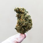 From Bud to Bloom The Science Behind THCA Flowers