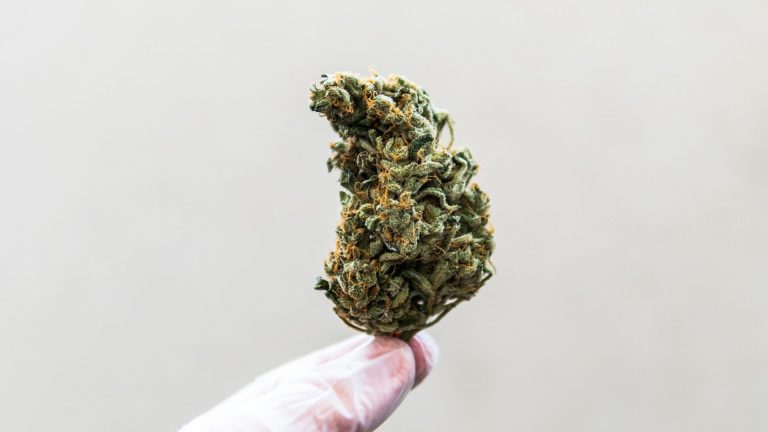 From Bud to Bloom The Science Behind THCA Flowers